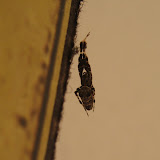 Uloborus walckenaerius - I love the tufty front legs and the way it just looks like a bit of leaf-litter or dirt.