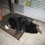 image_from_picasa