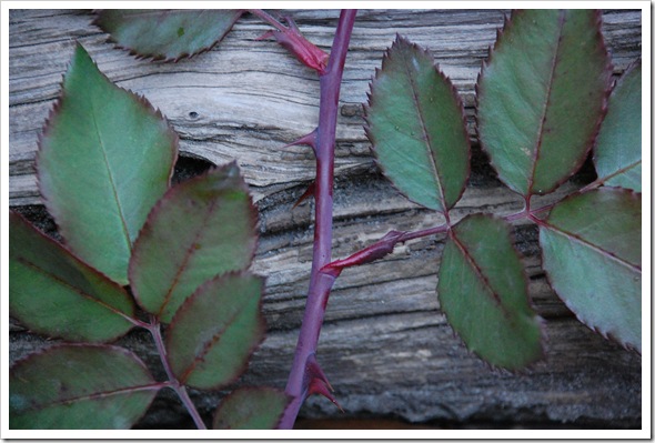 autumn rose