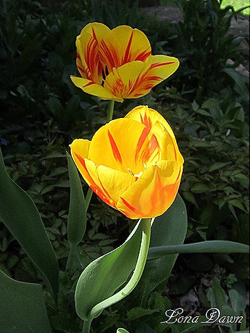 [Tulip_Yellow2_Orange%255B7%255D.jpg]