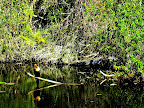 Gator and an Anhinga
