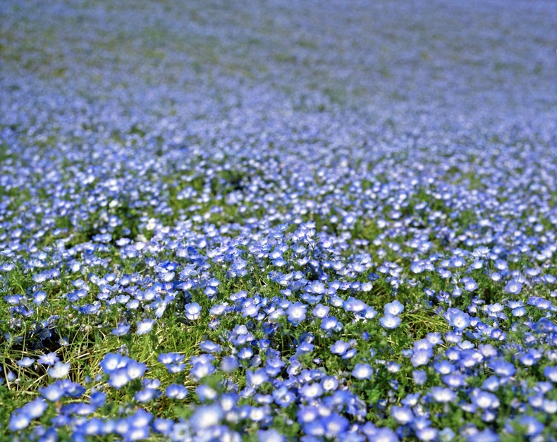 hitachi-seaside-park-15