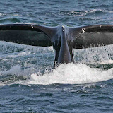 North atlantic right whale