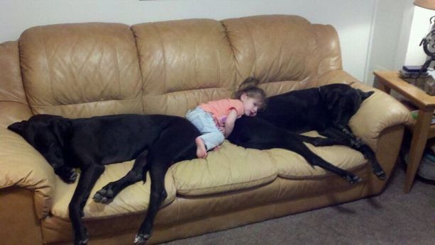 [dog6%255B5%255D.jpg]