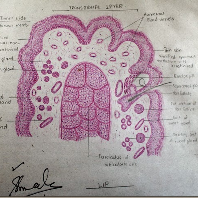 Histological Structure Of Lips