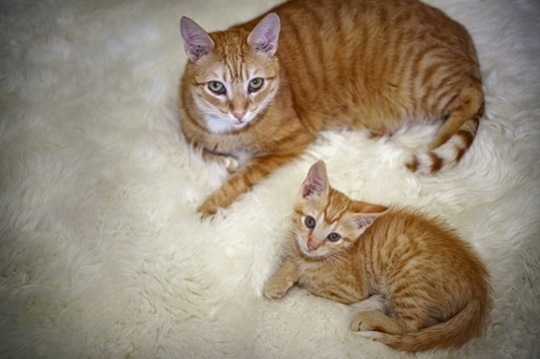 [animalsminime232.jpg]