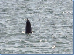 6926 Texas, South Padre Island - Osprey Cruises - Sea Life Safari  - Atlantic Bottlenose Dolphin