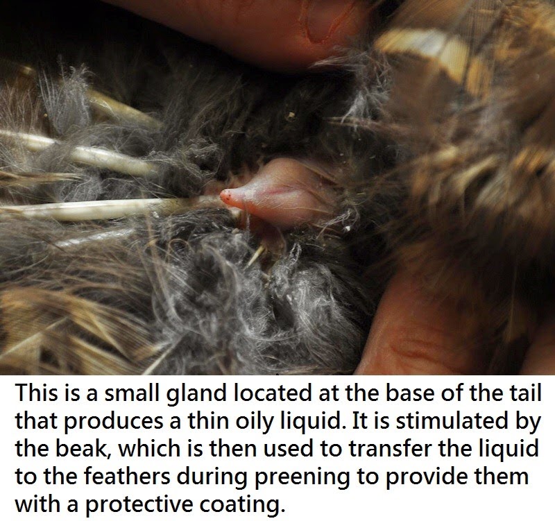[articles-OwlPhysiology-Feathers-82.jpg]