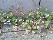Cymbalaria%252520muralis