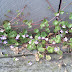 Cymbalaria%252520muralis