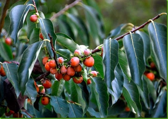 Diospyros glaucifolia ilustrativa Diospyros glaucifolia ilustrativa