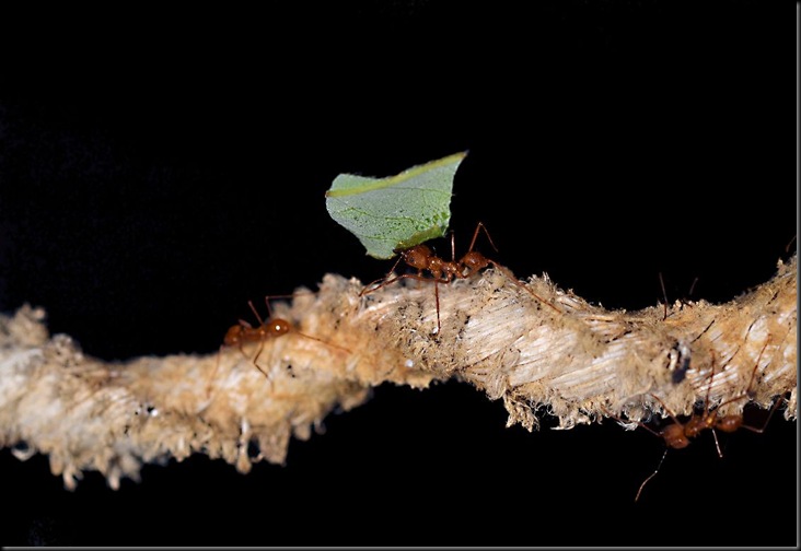 1st - Nimmo D - Leaf cutter ants 2011 resized