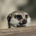 meerkat_Aug11.jpg