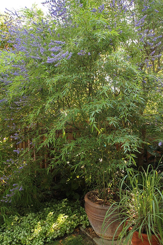 [110721_chaste_tree_13%255B3%255D.jpg]