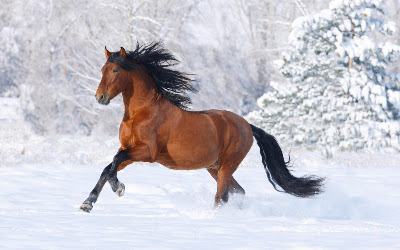 Bay Andalusian stallion running in the snow, Berthoud, Colorado, USA