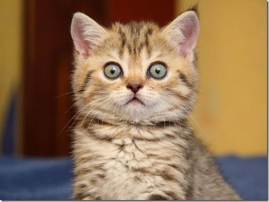 animals-worried-face-29