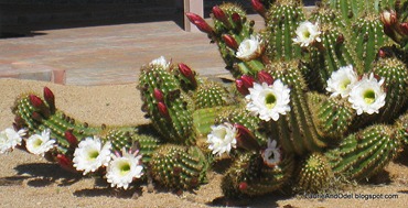 Easter Cactus in bloom