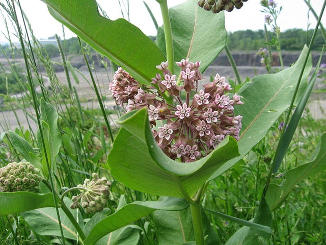 [common%2520milkweed%255B4%255D.jpg]