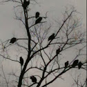 Turkey vultures