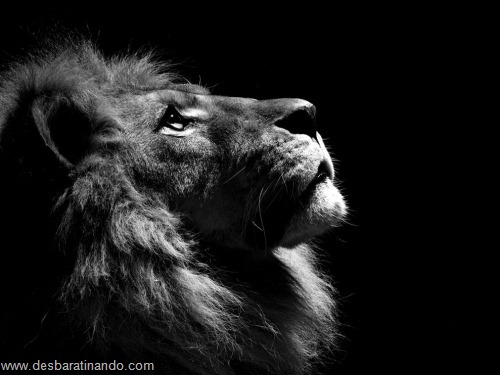 animais national geographic desbaratinando (23) animais national geographic desbaratinando (23)