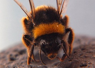 zangão zangão