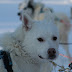 Kuurainen naama_Charlotte Huizer.JPG