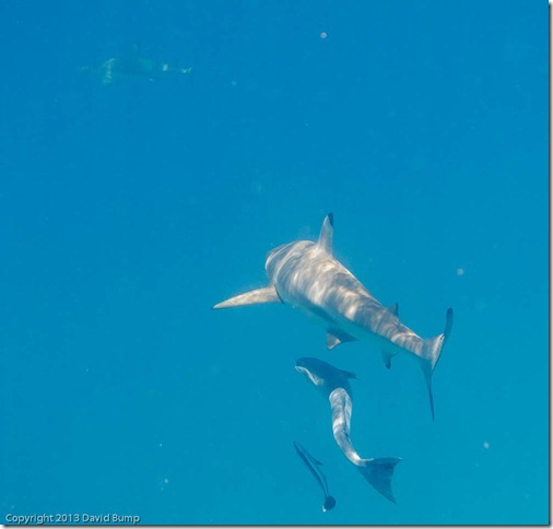 GreatBarrierReef