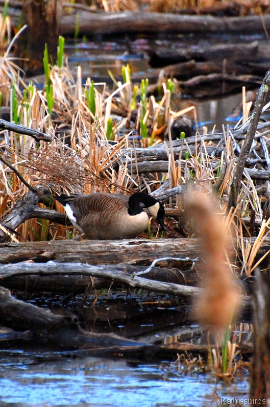 [3.%2520goose-kab%255B4%255D.jpg]