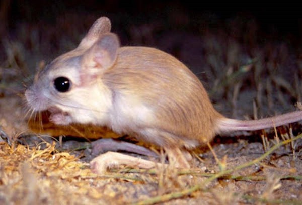 8- O rato-canguru 8- O rato-canguru