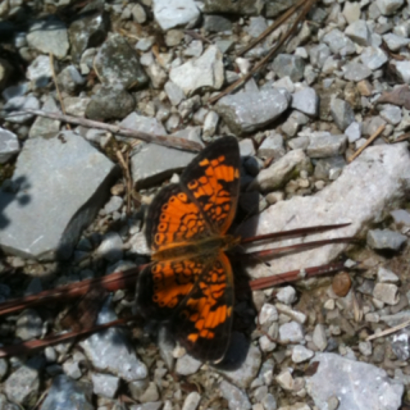Pearl crescent