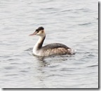 great crested-grebe