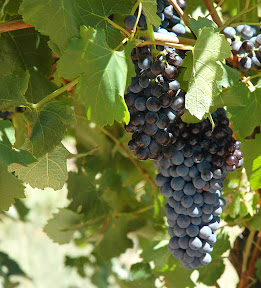 grapes.jpg