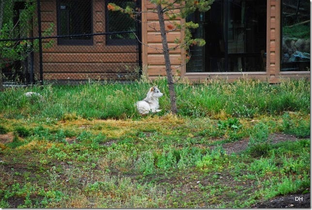 08-06-14 Grizzly and Wolf Discovery Center (113)