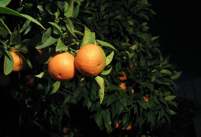 Oranges