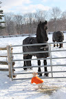 I've also noticed that you're wearing a horse blanket.  Does that help you to stay warm and cozy?