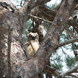 Another shot of the baby owl