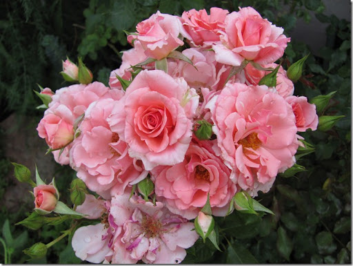 Роза Дрим Вивер Фото И Описание – Telegraph