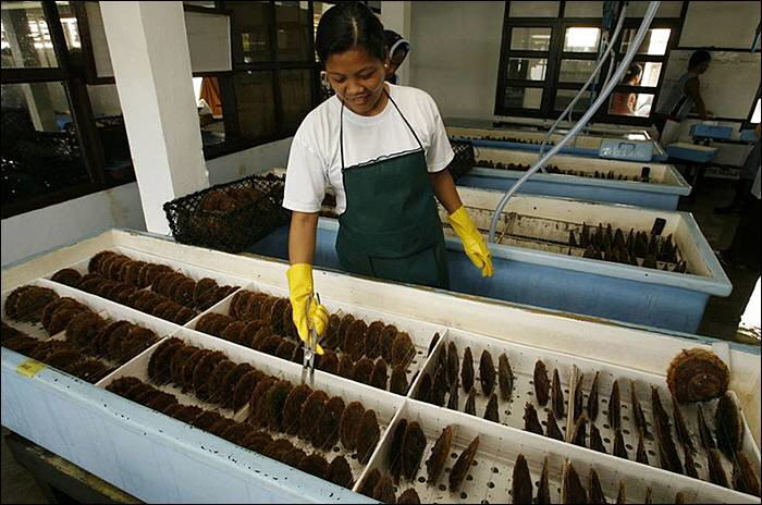 Image Dimension: 700x464 :: The making of Golden Pearl on the island of Palawan in southwestern Philippines The making of Golden Pearl on the island of Palawan in southwestern Philippines