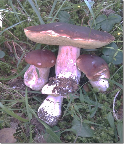 famiglia di funghi porcini Immagine 086