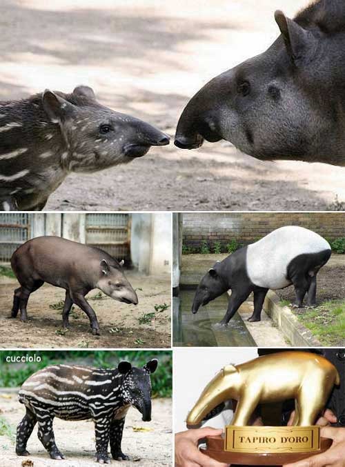 [tapiro%255B2%255D.jpg]