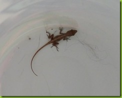 Juvenile Brown Anole