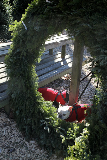 Look at this gigantic wreath!  I think I'll jump through.