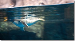aquarium25