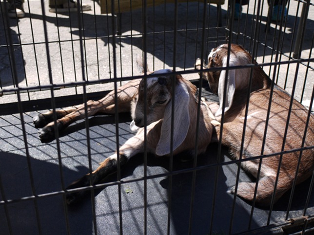 baby_goats