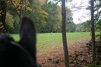 Later that day, Betsy was riding Meindert through the woods and saw it again.