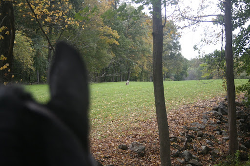 Later that day, Betsy was riding Meindert through the woods and saw it again.
