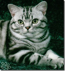 silver tabby