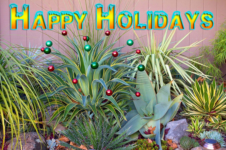 [111211_succulent_christmas2%255B7%255D%255B4%255D.jpg]