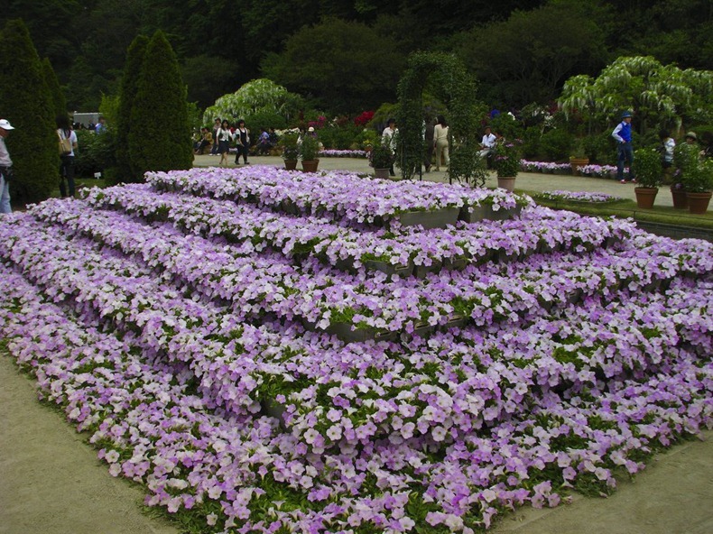 ثقافة الزهور عند اليابانيين Ashikaga-flower-park-9%255B2%255D