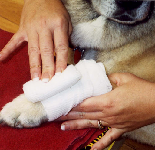 According to Denise, bandaging, removing parasites and treating heat stroke and stings are basic pet first-aid skills every pet parent should possess.